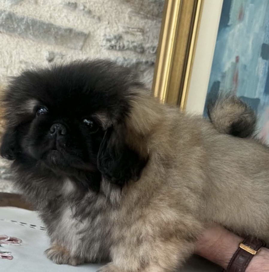 Du caillou blanc - Chiots disponibles - Pekinois