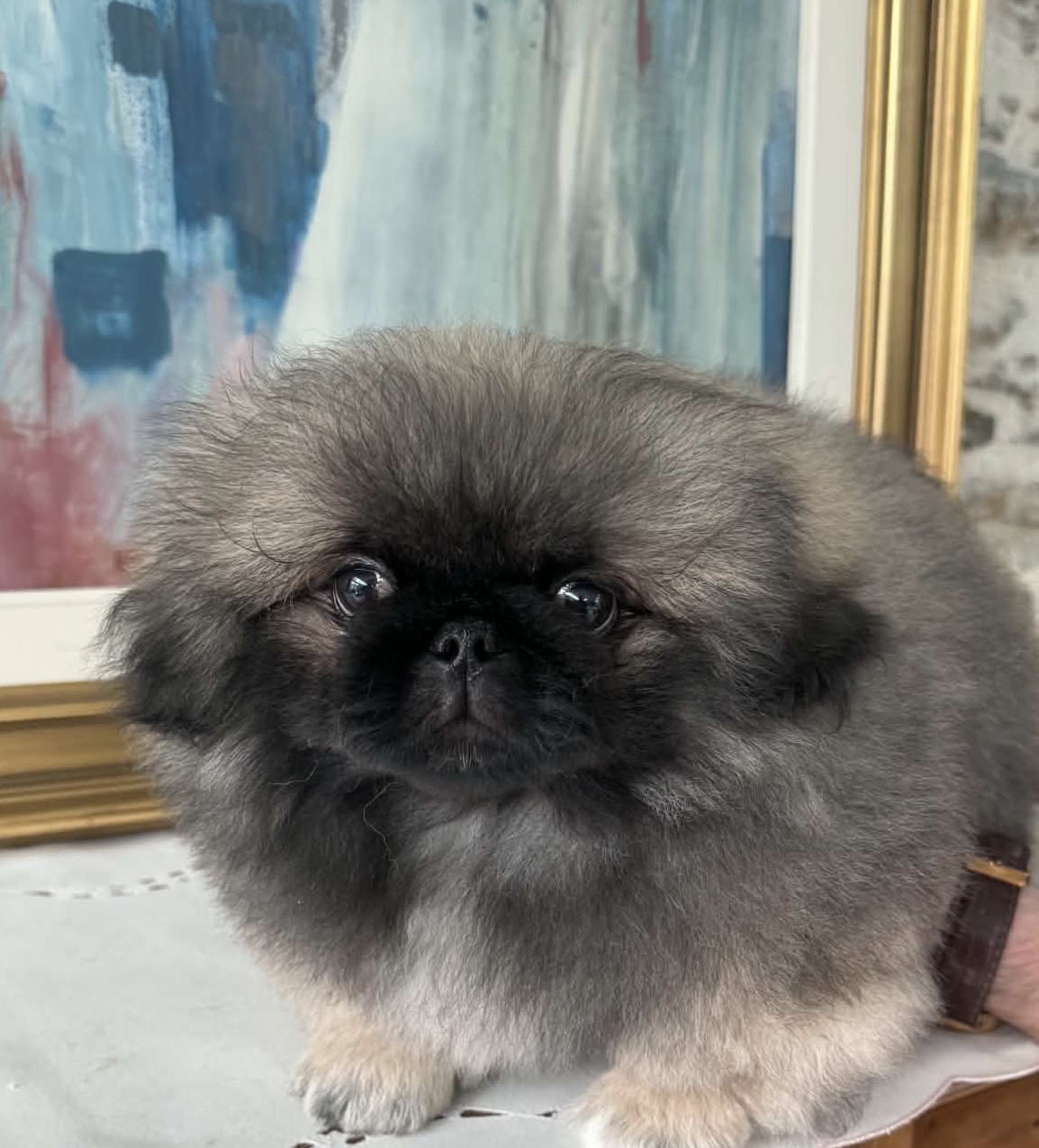 Du caillou blanc - Chiots disponibles - Pekinois