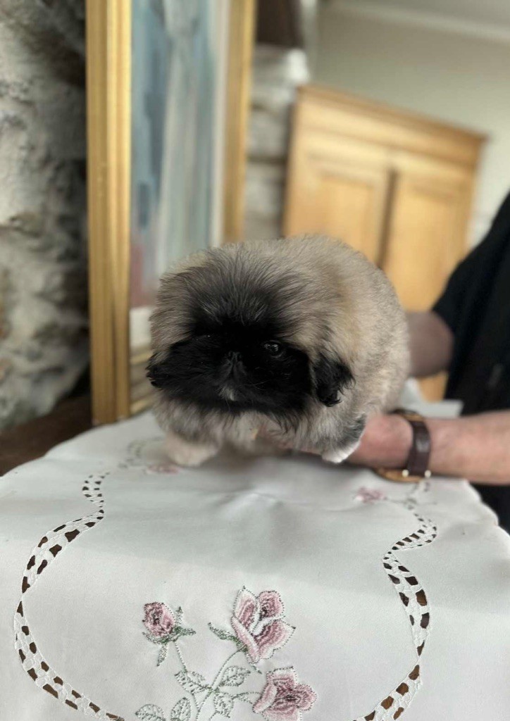 Du caillou blanc - Chiots disponibles - Pekinois